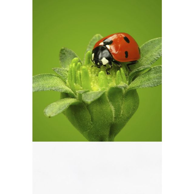 EcoStick PVC-Free wall graphics