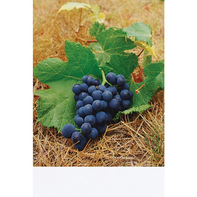Knit Polyester Banner Fabric